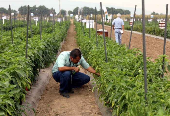 Marcelo Ruiz Juárez busca desarrollar el ilimitado potencial de las legumbres argentinas