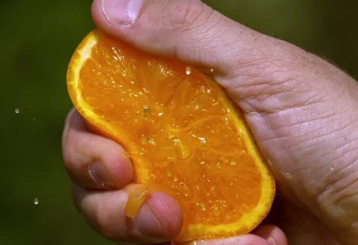Del campo a la exportación: Paramerica SA impulsa la industria de naranjas