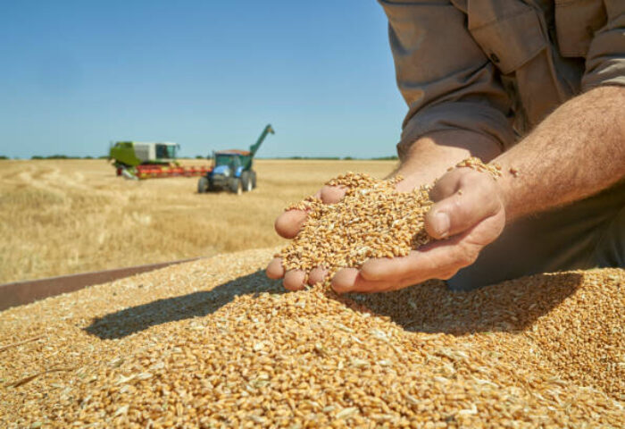 Producción de Cereales en Argentina: Una mirada al 2025