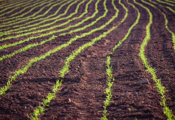 El rol de Paramérica SA en el desarrollo de la agricultura orgánica